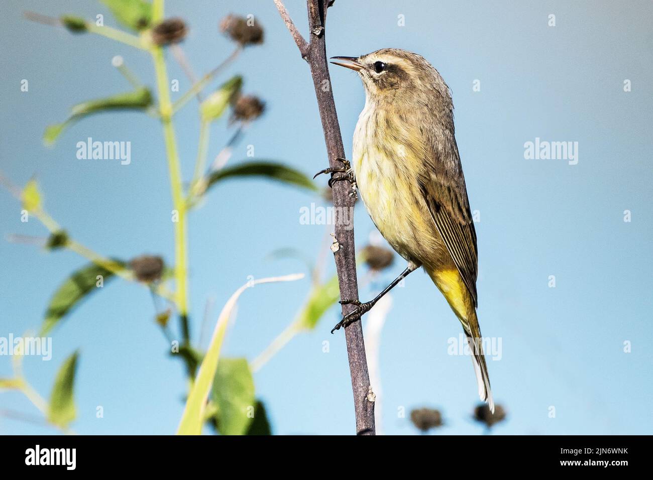palm warbler during autumn migration Stock Photo
