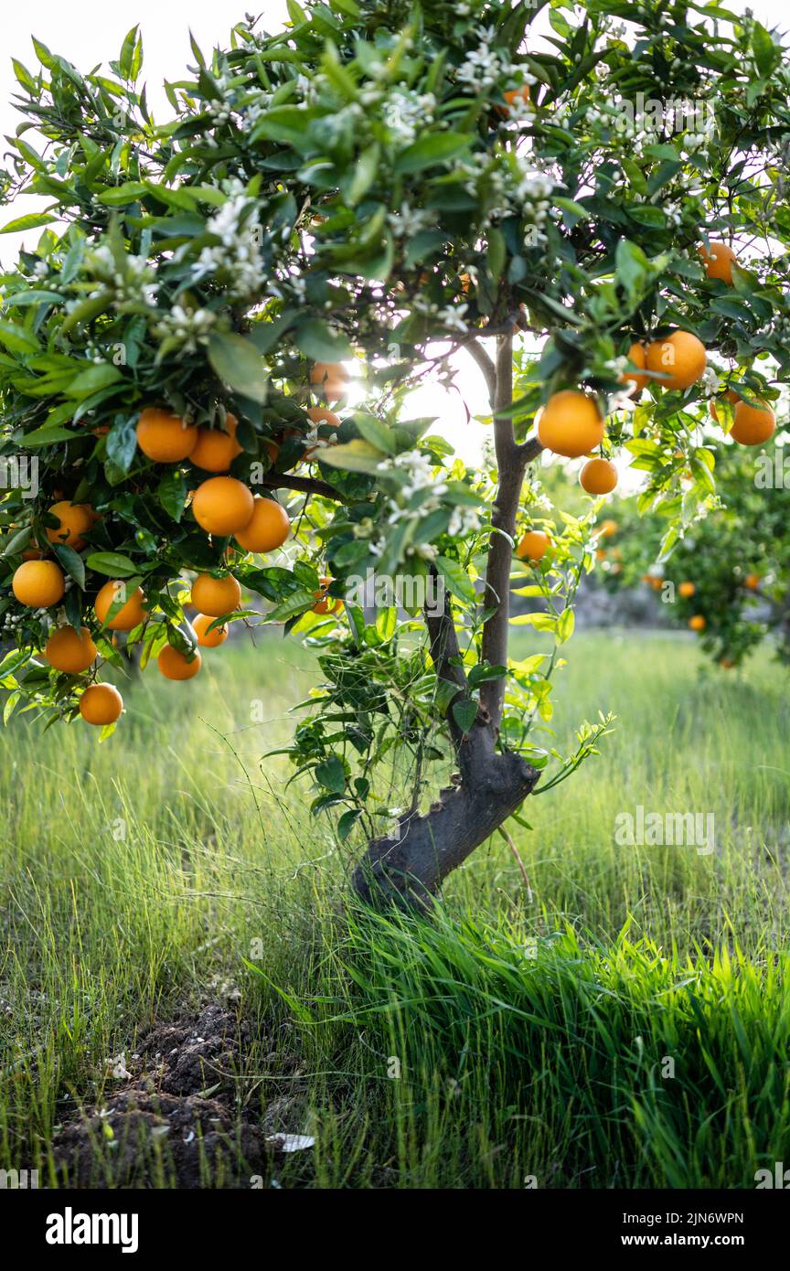 Orange tree fields in rural area of Altea, Alicante, Spain Stock Photo
