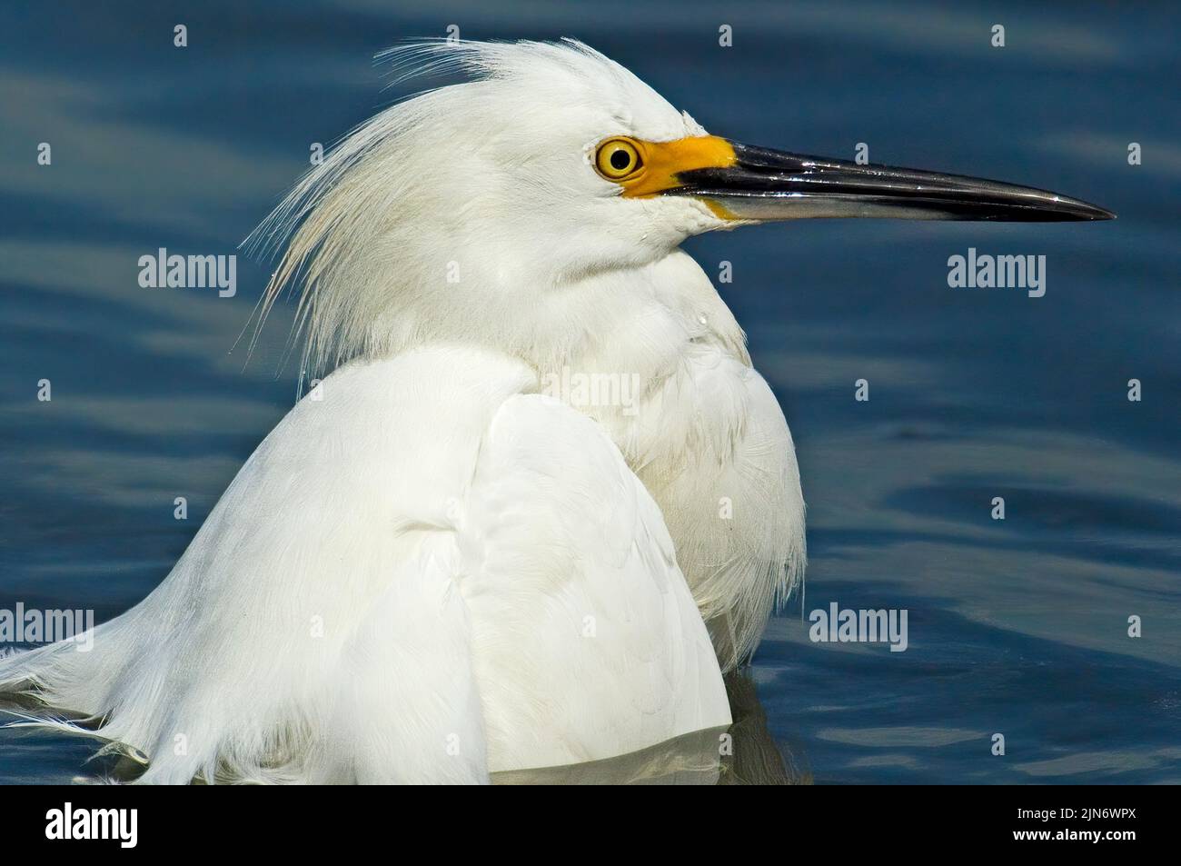 Snowy egret bathing in pond Stock Photo