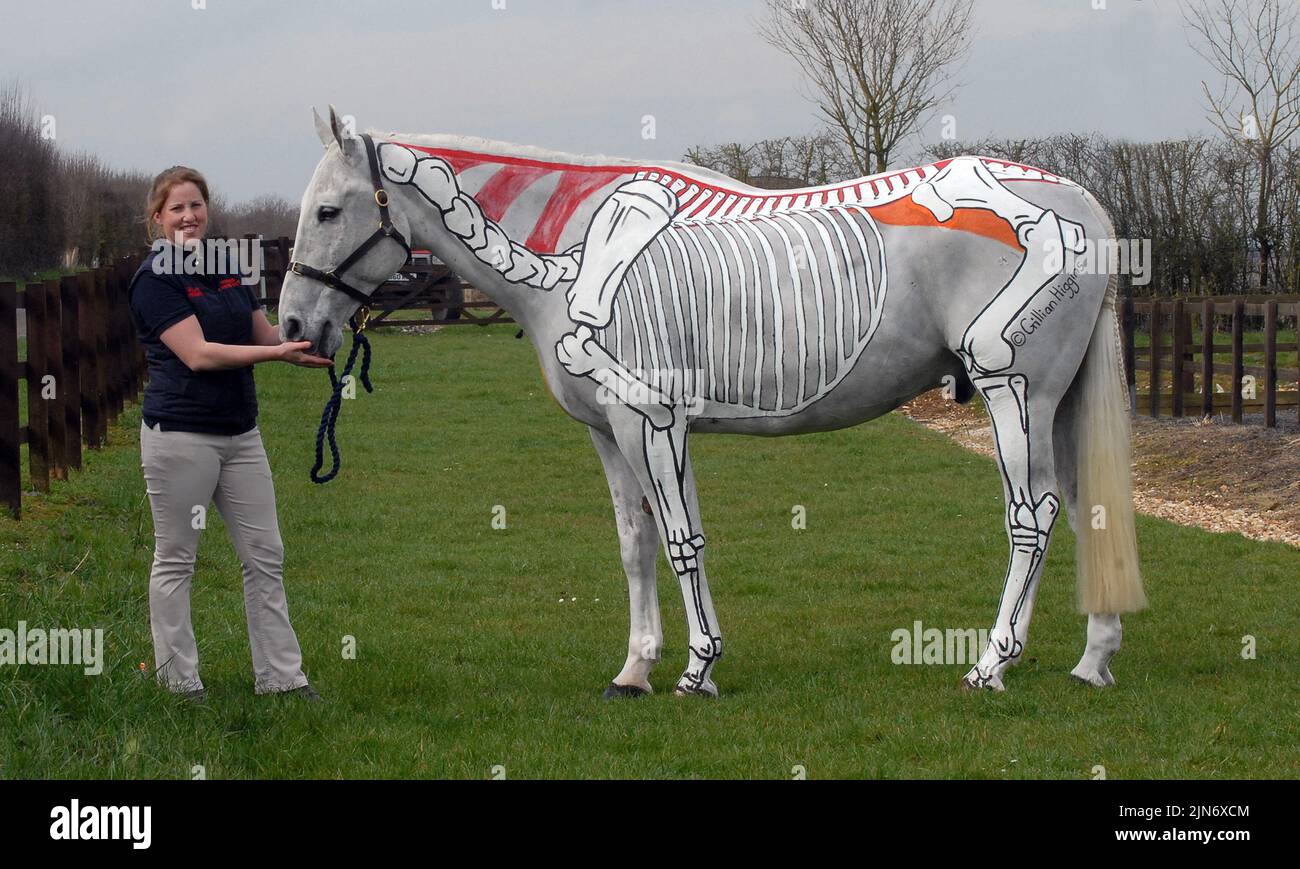 HORSE EXPERT GILLIAN HIGGINS DEMONSTRATES THE MOVEMENTS OF HORSES BONES