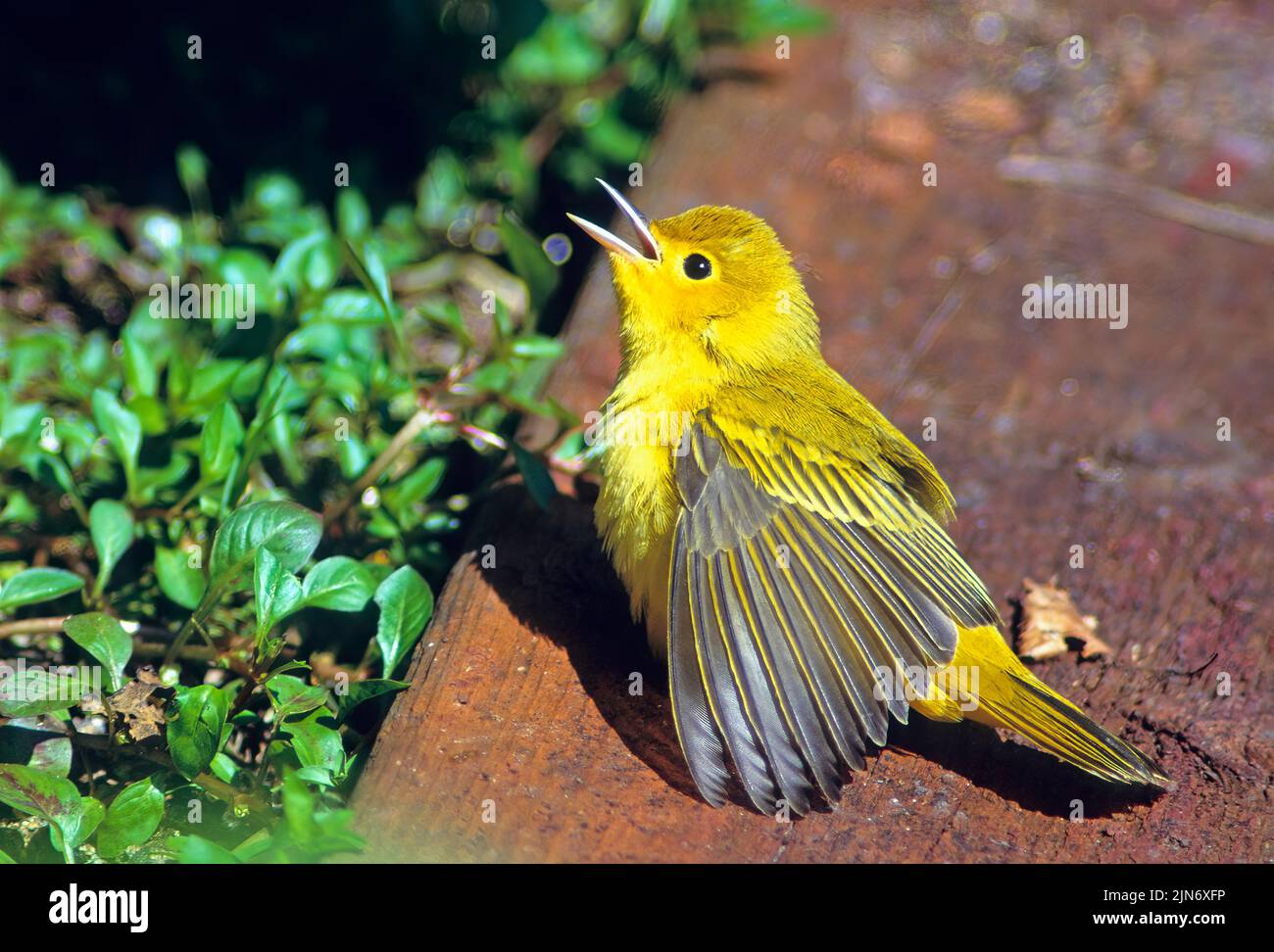 Yellow warbler vocalizing Stock Photo