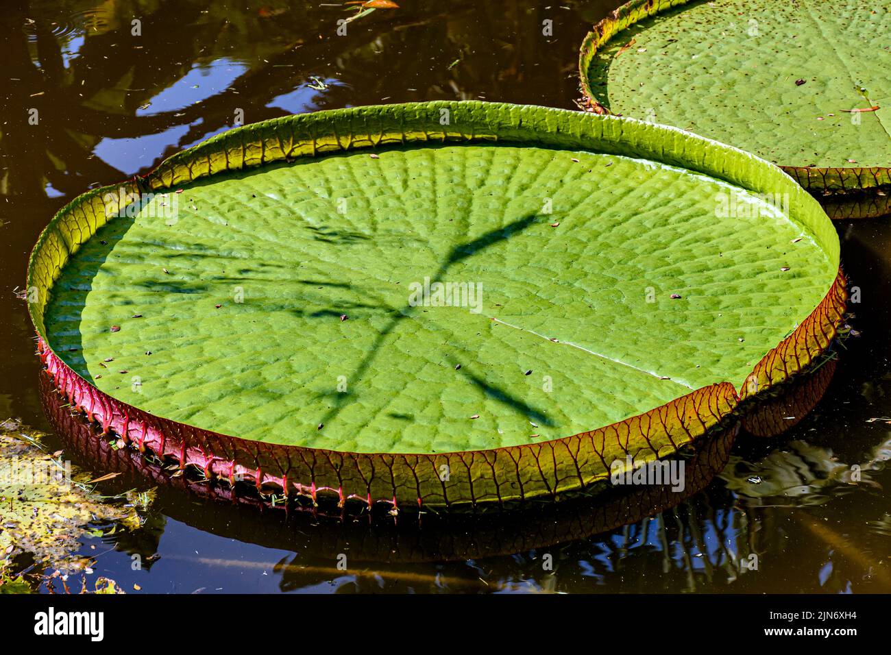 Great green Victoria Regia floating on the calm waters of a lake in the tropics Stock Photo