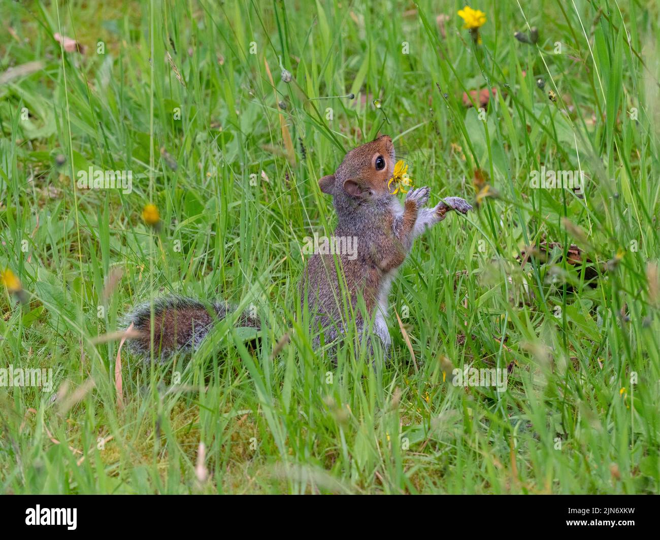 Grey Squirrel Sciurus carolinensis in summer grazing on grass and flowers Stock Photo