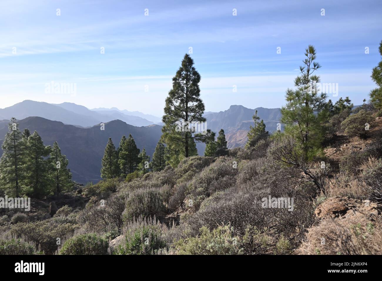 View Over Trees Trees in the Mountains with beautiful view over Stock Photo - Alamy