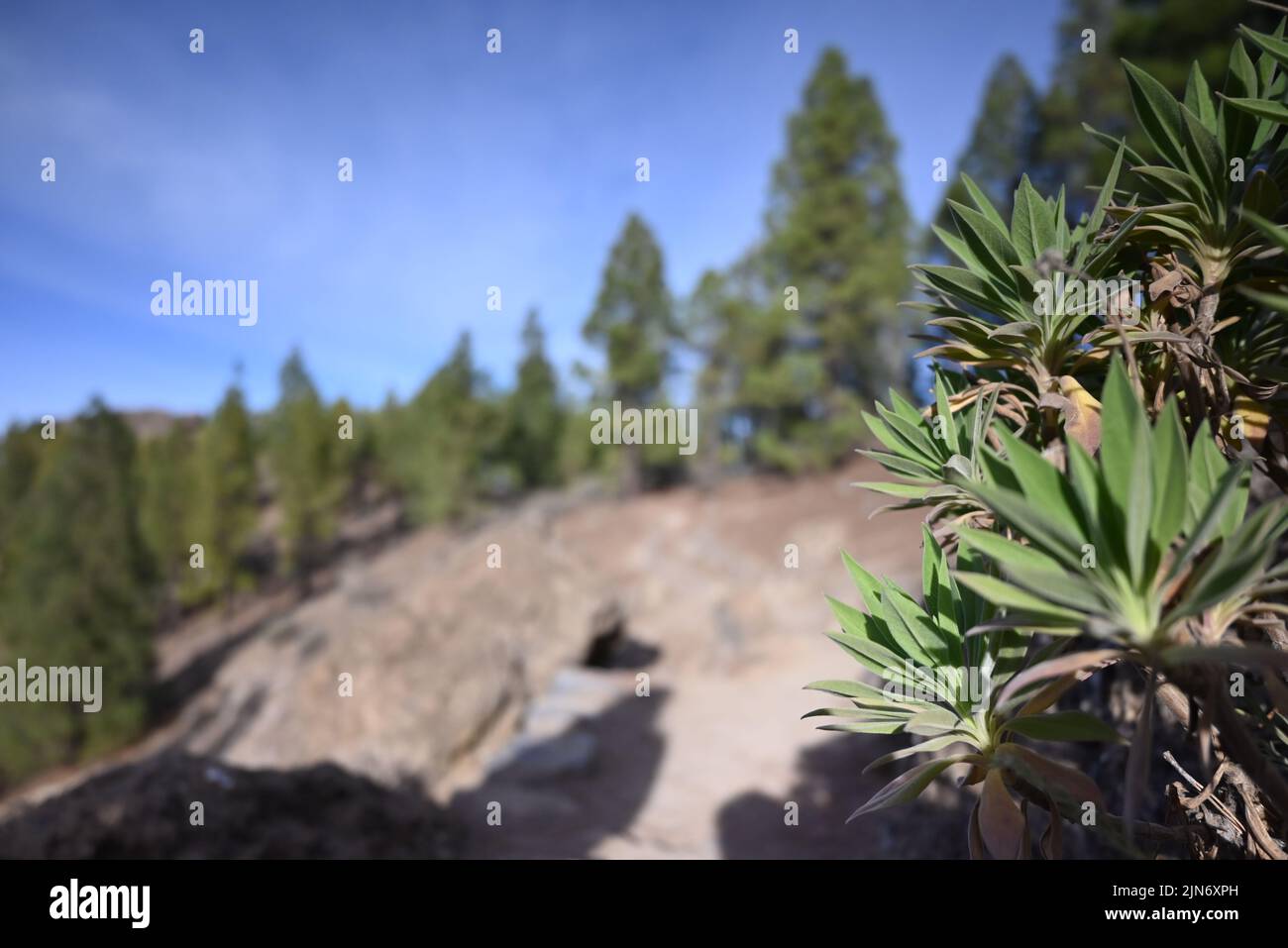 View Over Trees Trees in the Mountains with beautiful view over Stock Photo - Alamy