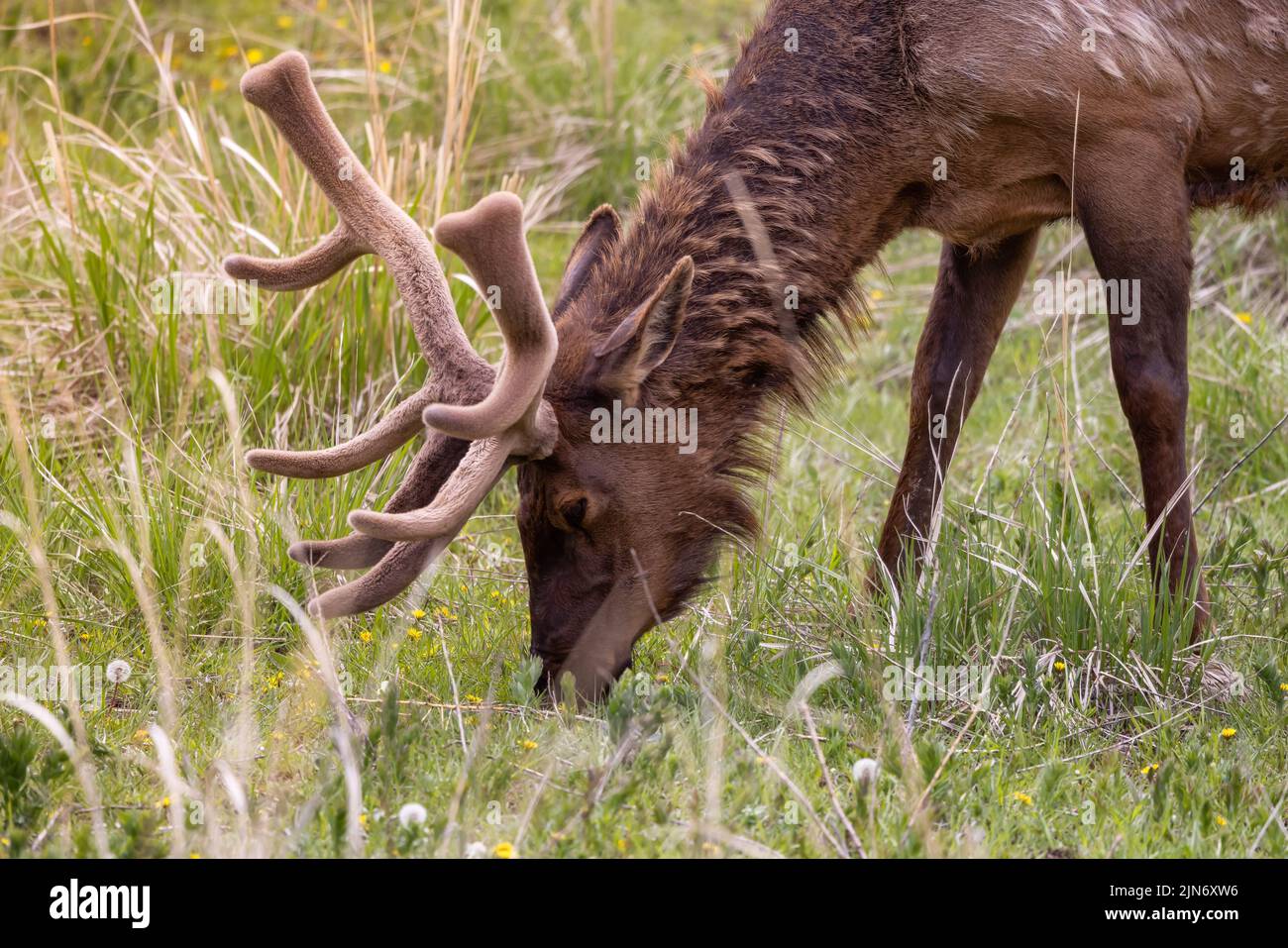 Elk eating grass near Forest in American Landscape. Stock Photo