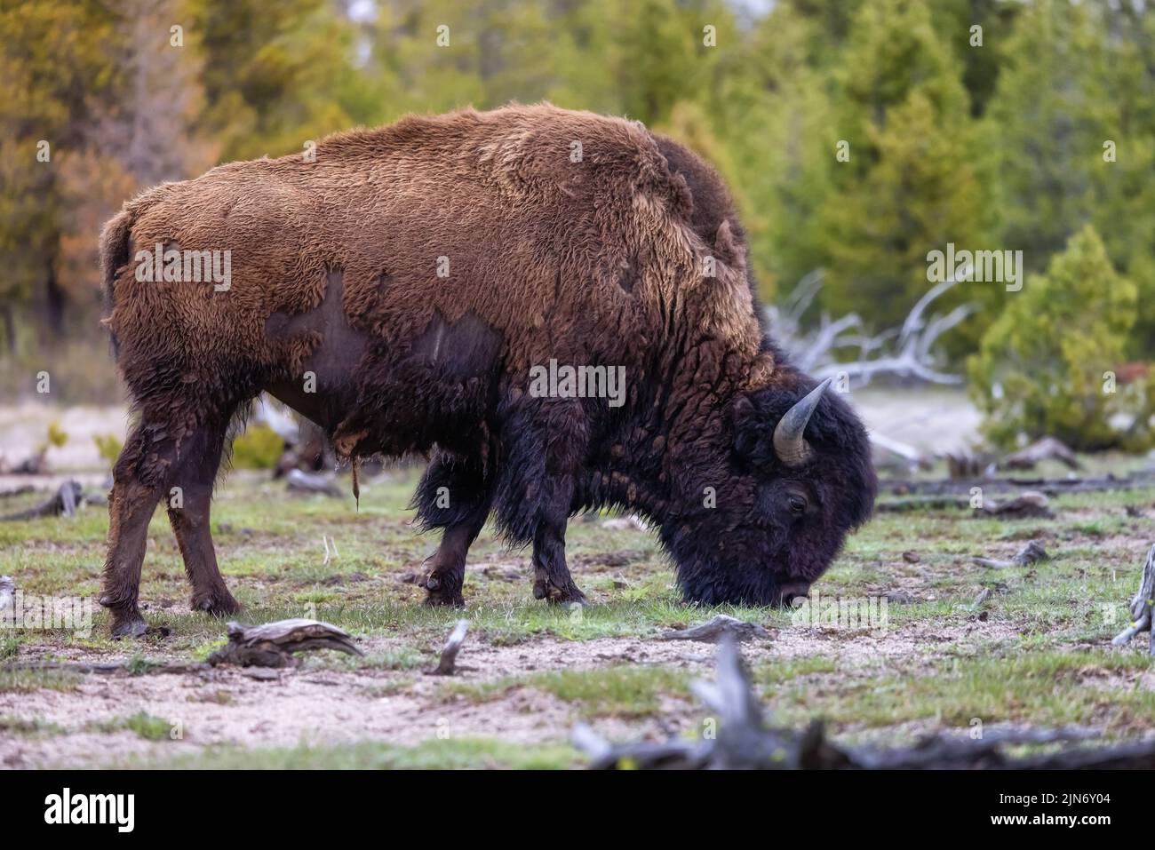 Bison eating grass in American Landscape. Yellowstone National Park Stock Photo