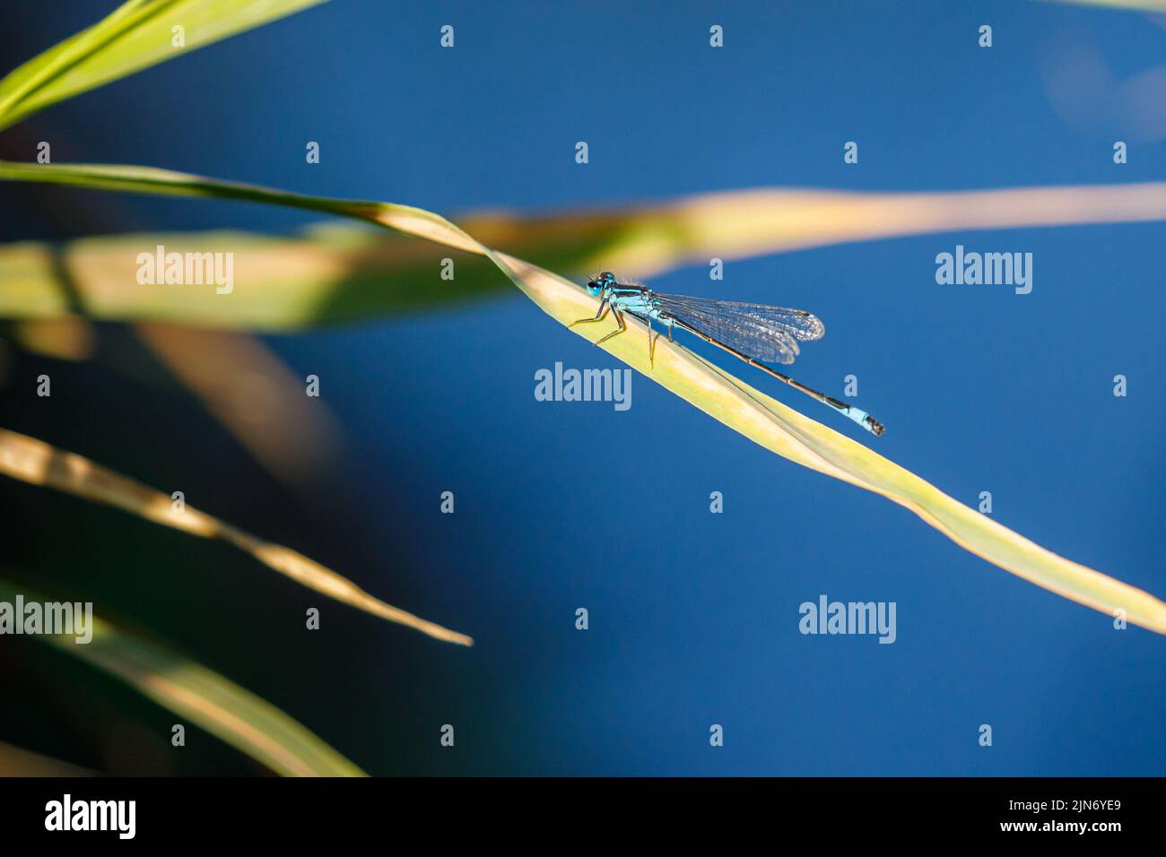 White legged damselflies hi-res stock photography and images - Alamy