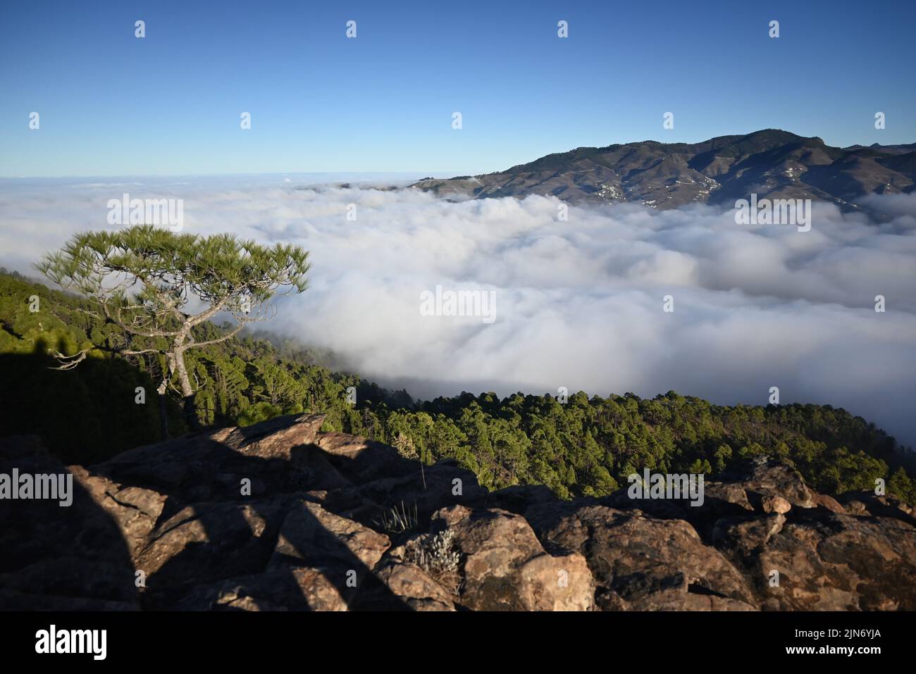 View Over Trees Trees in the Mountains with beautiful view over Stock Photo - Alamy