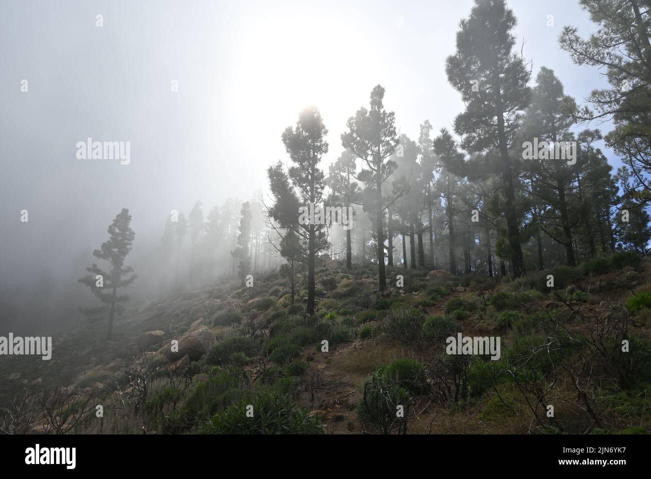 View Over Trees Trees in the Mountains with beautiful view over Stock Photo - Alamy