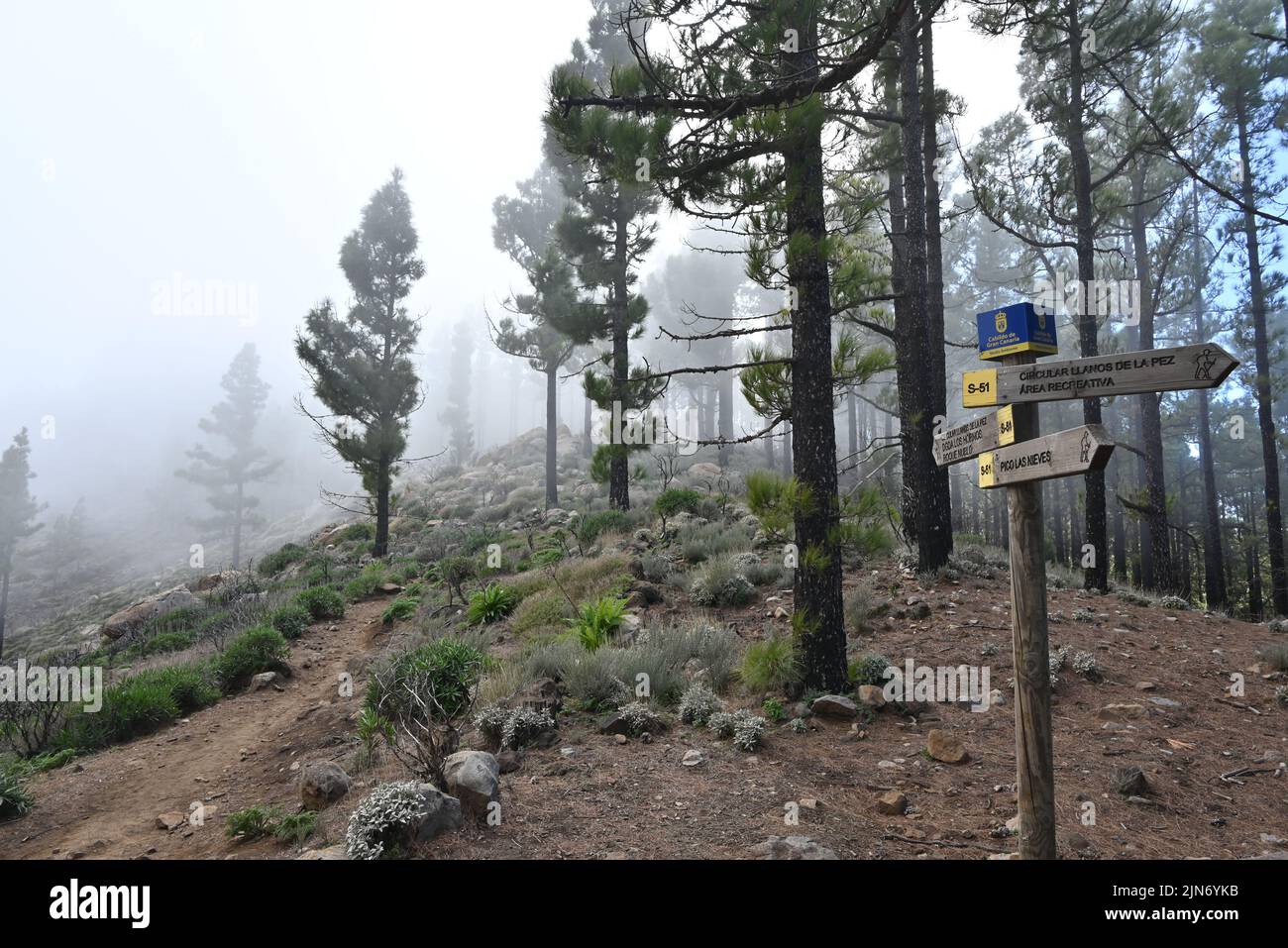 View Over Trees Trees in the Mountains with beautiful view over Stock Photo - Alamy