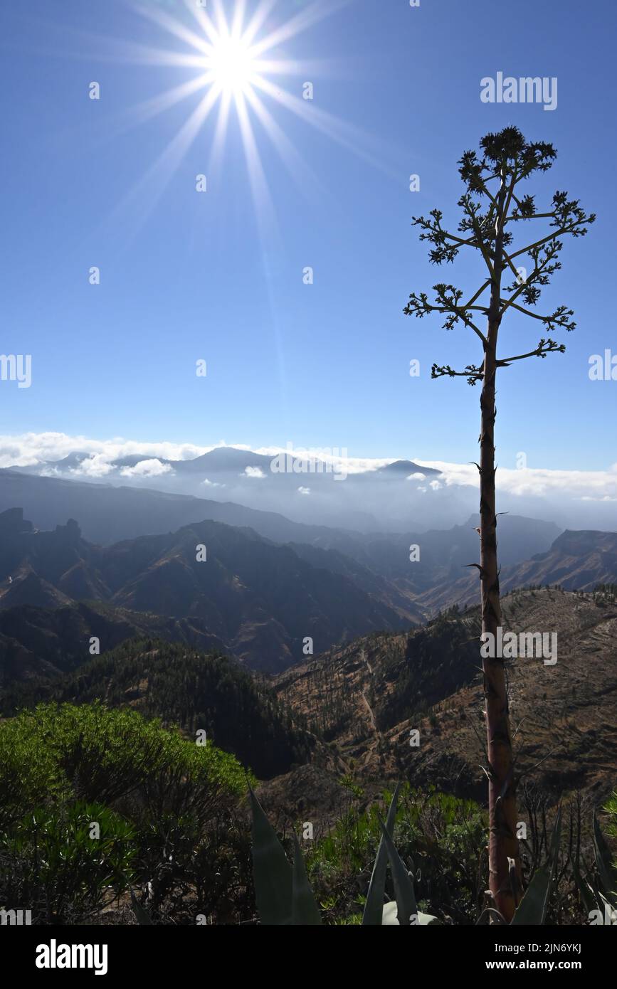 View Over Trees Trees in the Mountains with beautiful view over Stock Photo - Alamy