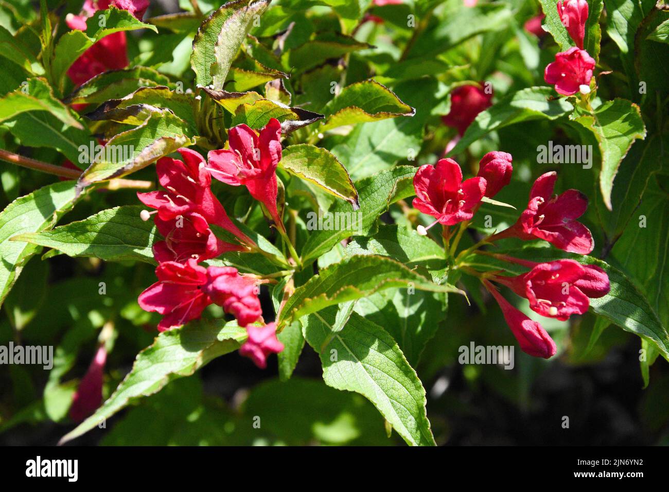 Beautiful flower weigelie in the garden Stock Photo