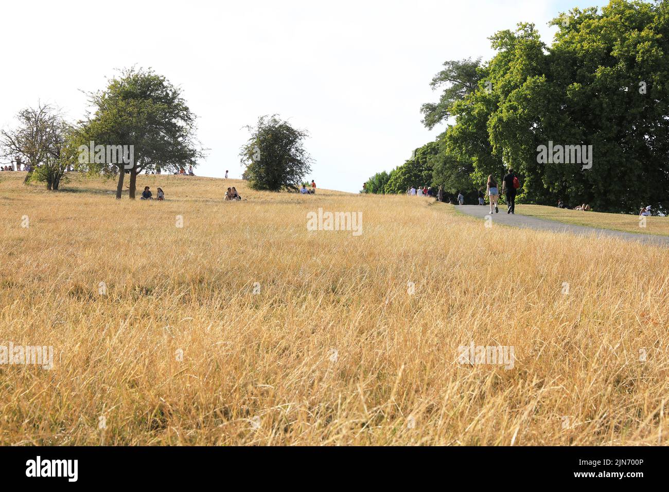 London, August 9th 2022. After one of the driest Julys in decades Primrose Hill in north London looks more like a field of hay. The Met Office have issued an amber weather warning as temperatures edge towards 40 degrees again. Credit : Monica Wells/Alamy Live News Stock Photo