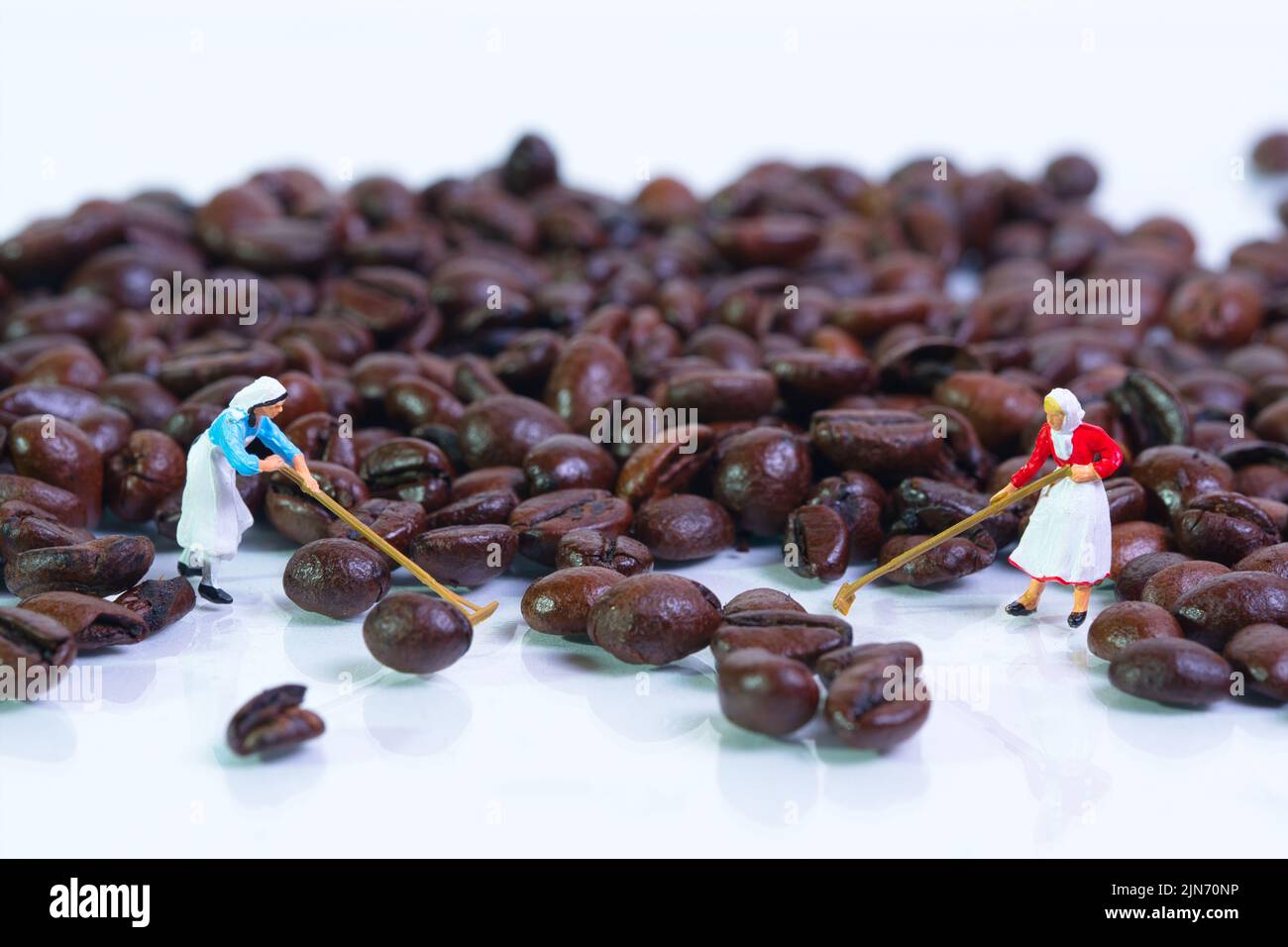 Female farmers work with a rake on a high pile of roasted coffee beans ...
