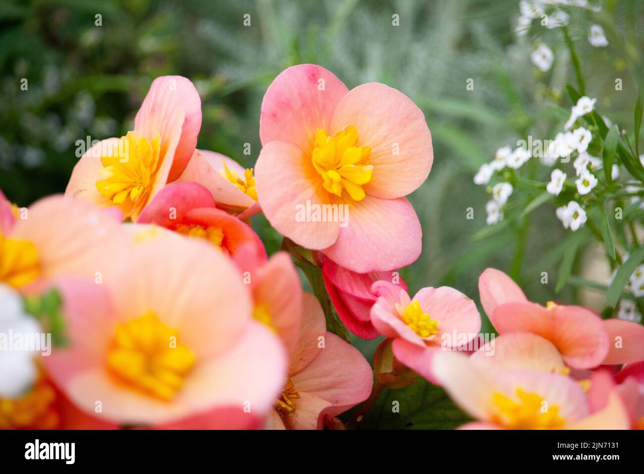 The beautiful pink and yellow Wax begonia flowers in the garden Stock Photo