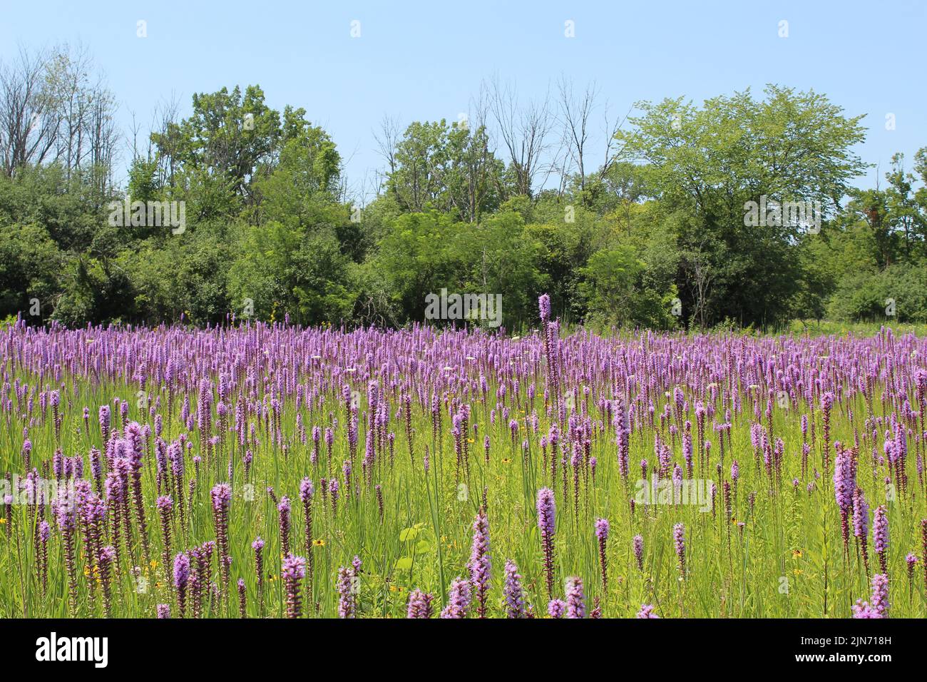 Prairie blazing in a meadow with trees in the background at Camp Pine Woods in Des Plaines, Illinois Stock Photo