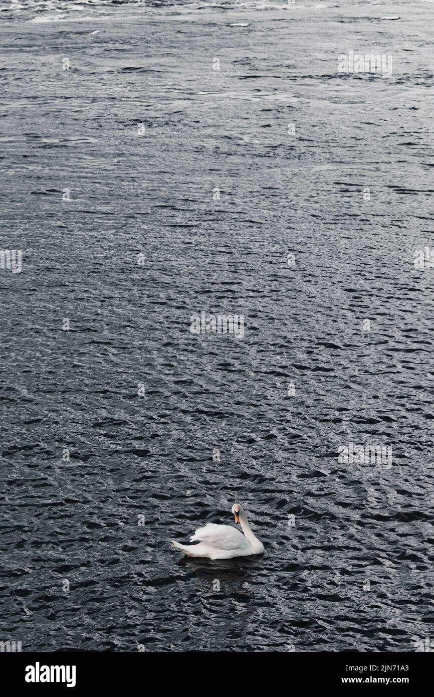 A white swan floating by the lake Stock Photo - Alamy