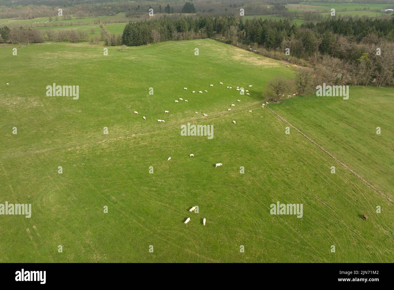 Beef ranch aerial hi-res stock photography and images - Alamy