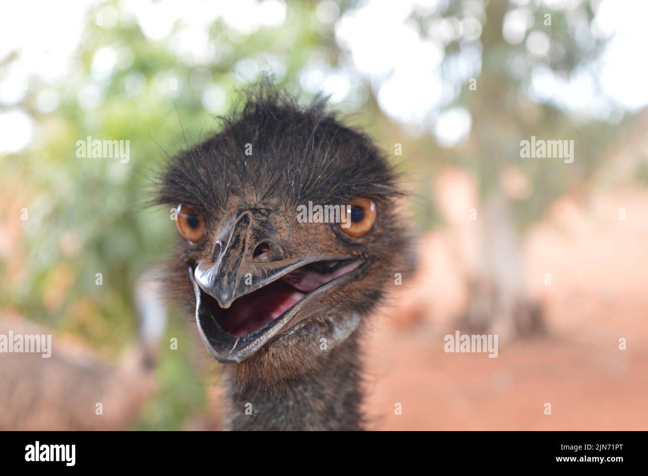 EMU NORTHERN TERRITORY AUSTRALIA Stock Photo