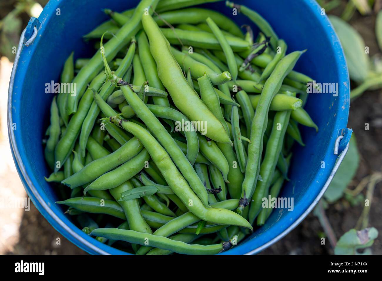 blue bucket full of green beans collected in the garden, quality of