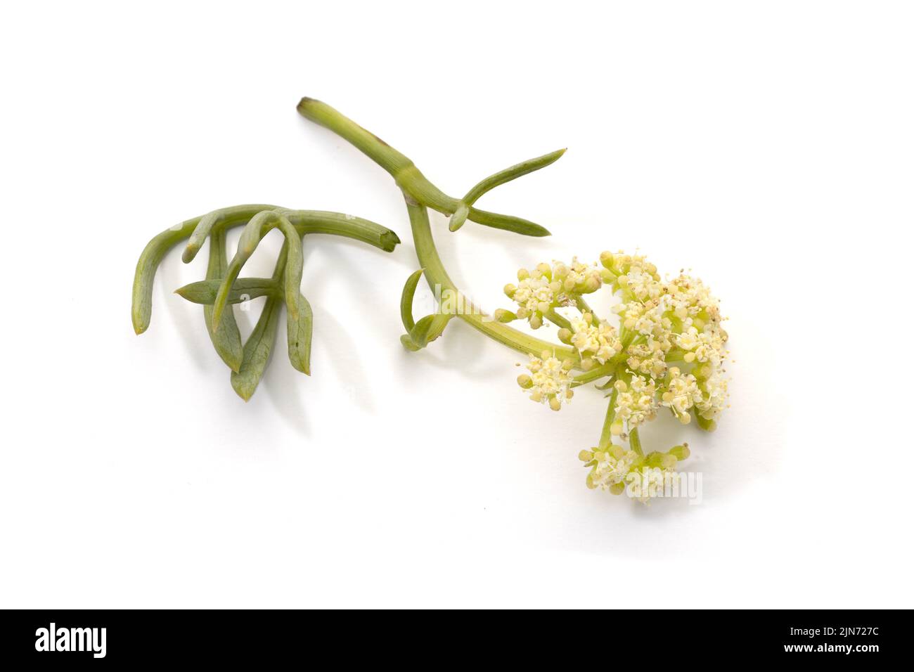 Crithmum maritimum isolated on white background. Fresh Sea fennel or Rock Samphire twig with flowers and leaves Stock Photo