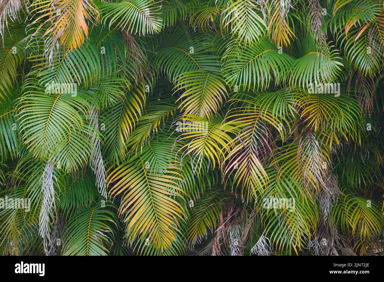 Beautiful green palm tree foliage in tropical forest. Summer rainforest ...
