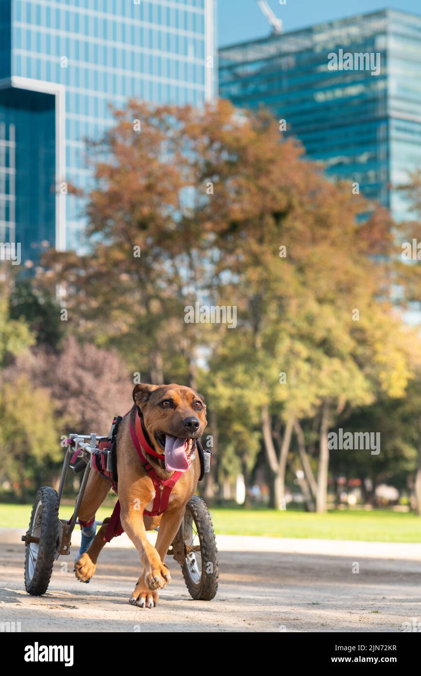 Handicapped dog in wheelchair running at a park Stock Photo
