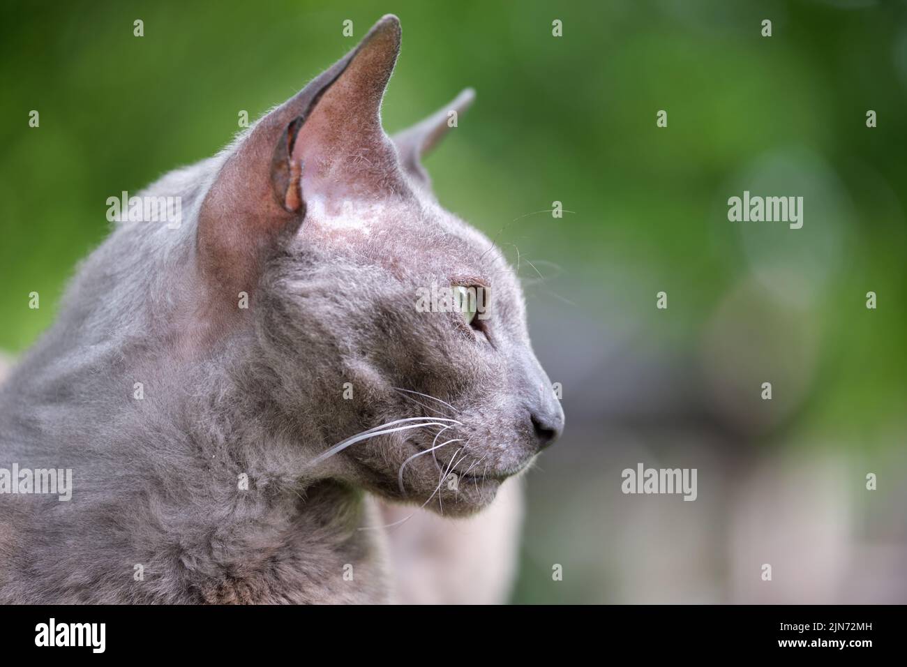 Big gray angry looking Sphinx breed stray cat resting on steet outdoors ...