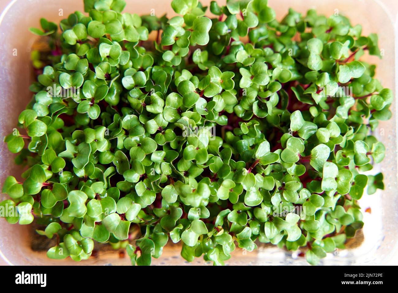 Microgreen radish planted in plastic box on the windowsill. Stock Photo