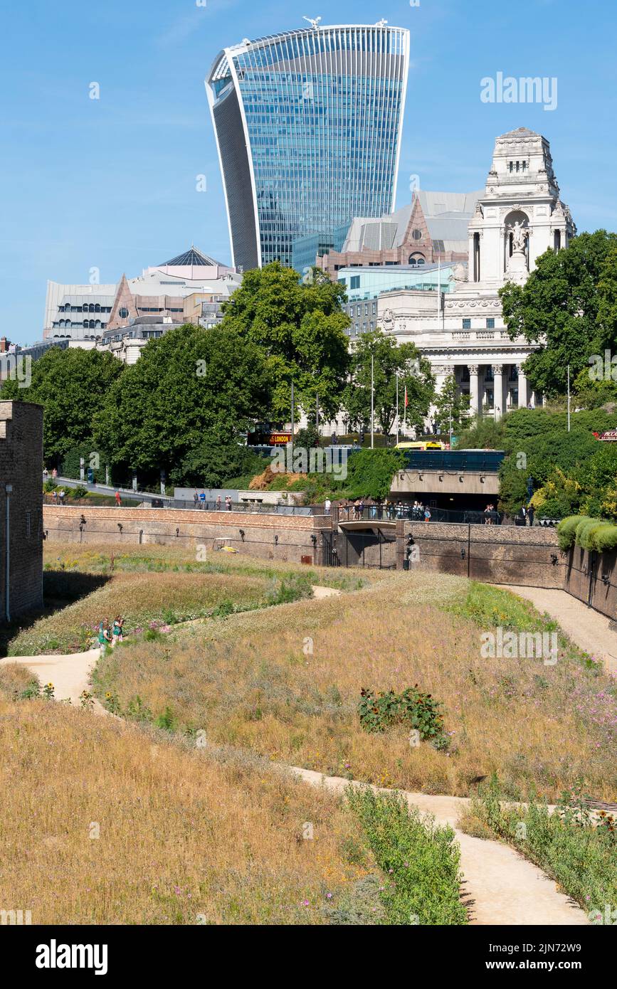Tower of London Superbloom visitor attraction in August 2022 during hot weather. Dry, parched plants suffering from dry spell. 20 Fenchurch Street Stock Photo