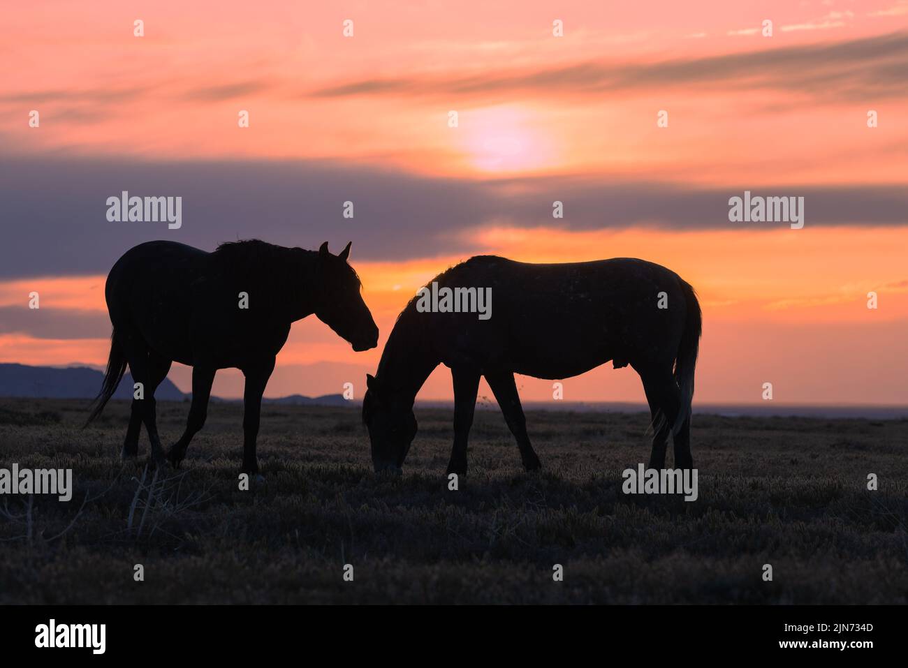 Wild Horses in a Desert Sunset in Utah Stock Photo - Alamy