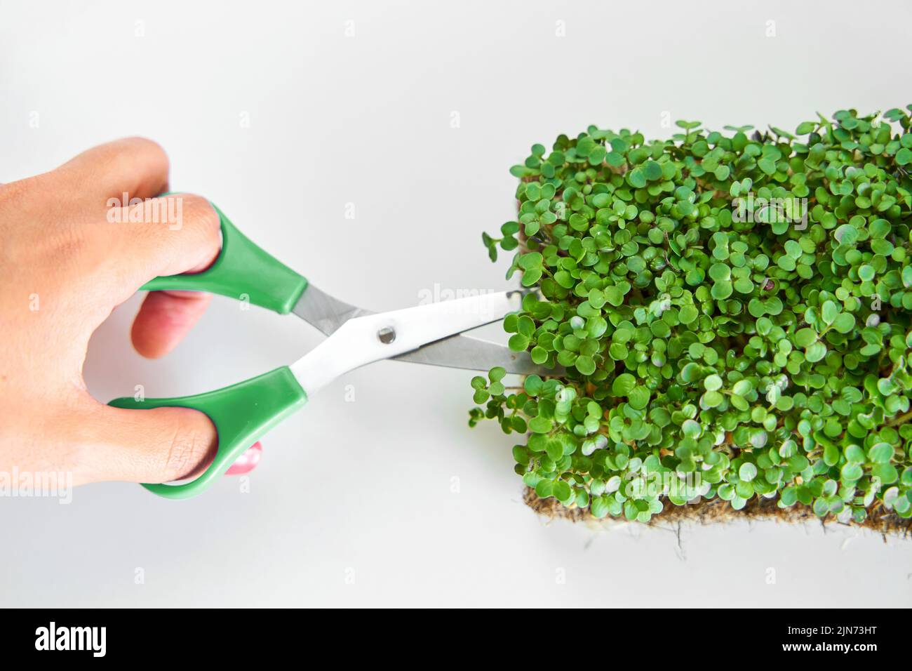 Harvesting microgreens. Person cutting plant with scissors Stock Photo