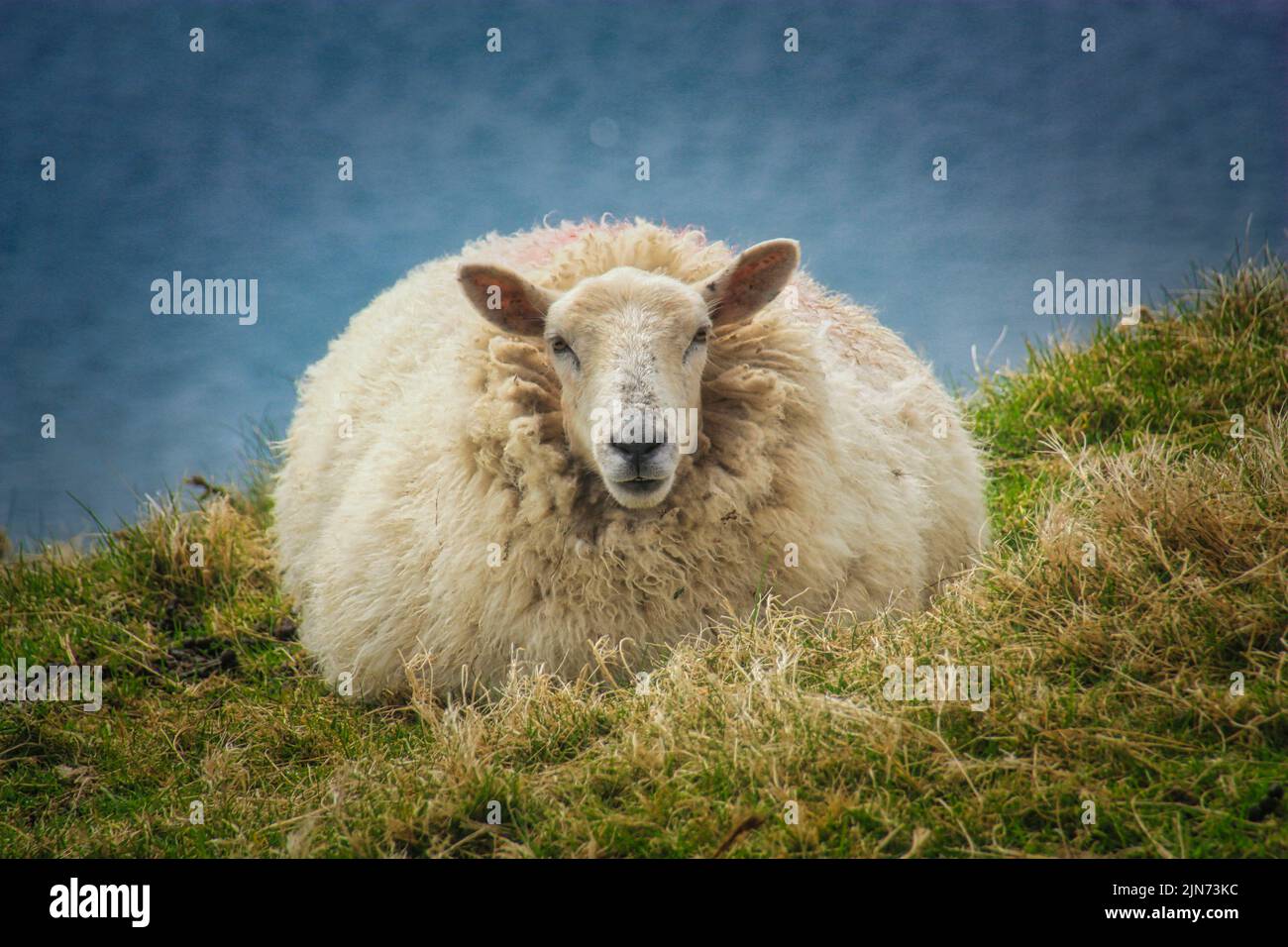 a thick sheep on the meadow in ireland Stock Photo