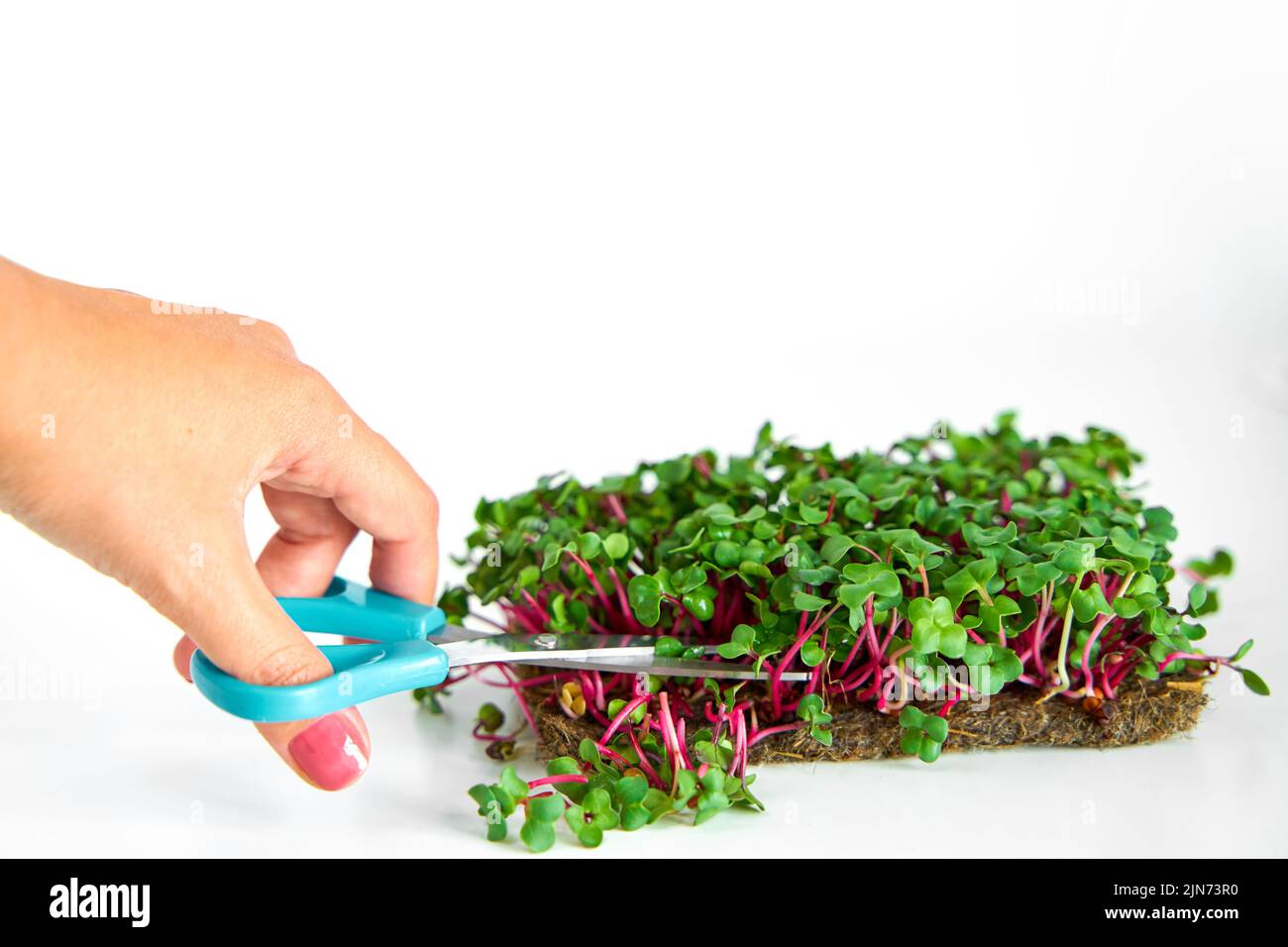 Harvesting microgreens. Person cutting plant with scissors Stock Photo