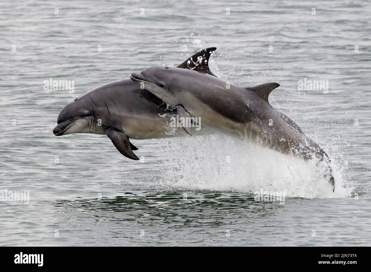 Bottlenose Dolphins (Tursiops Truncatus) breaching Stock Photo