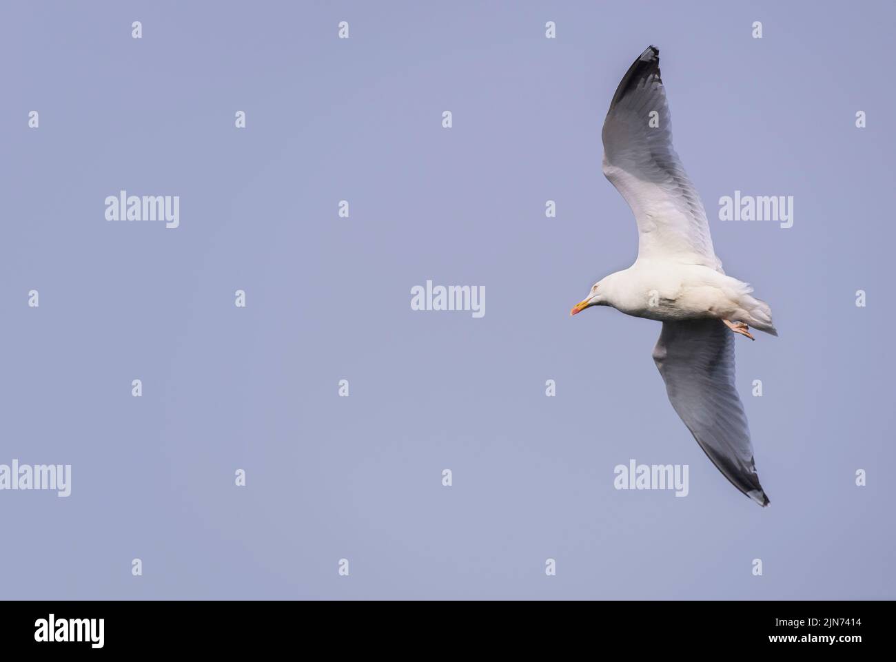 Seagull flying in a blue sky Stock Photo