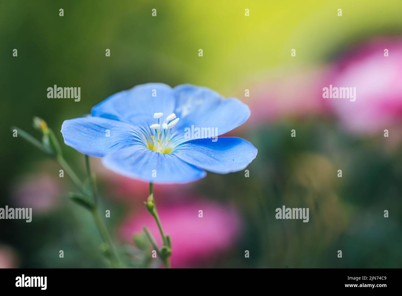 Flax flower or linum perenne on natural colorful background. Macro shot. Nature background Stock Photo