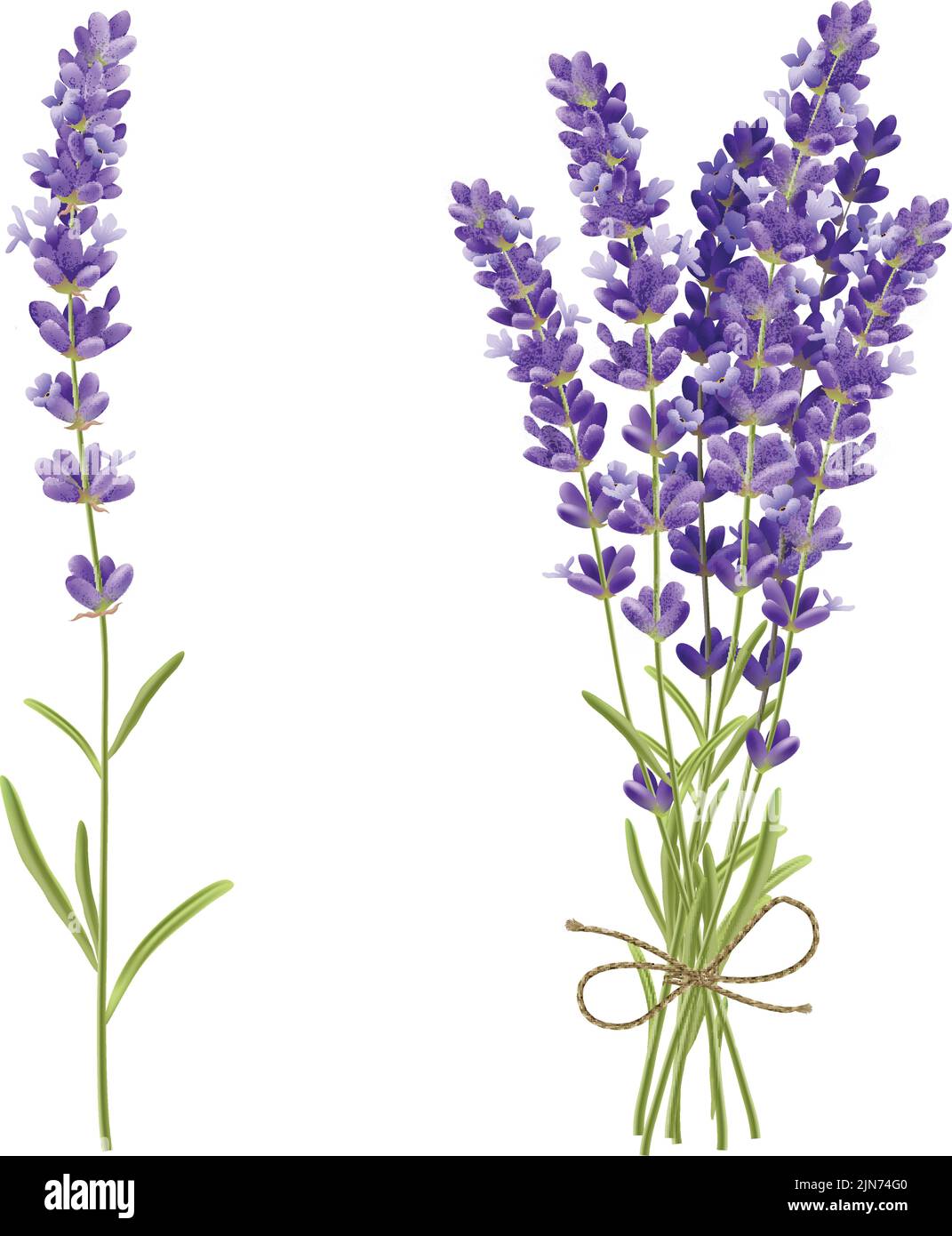 Fresh cut fragrant lavender plant flowers bunch and single 2 realistic