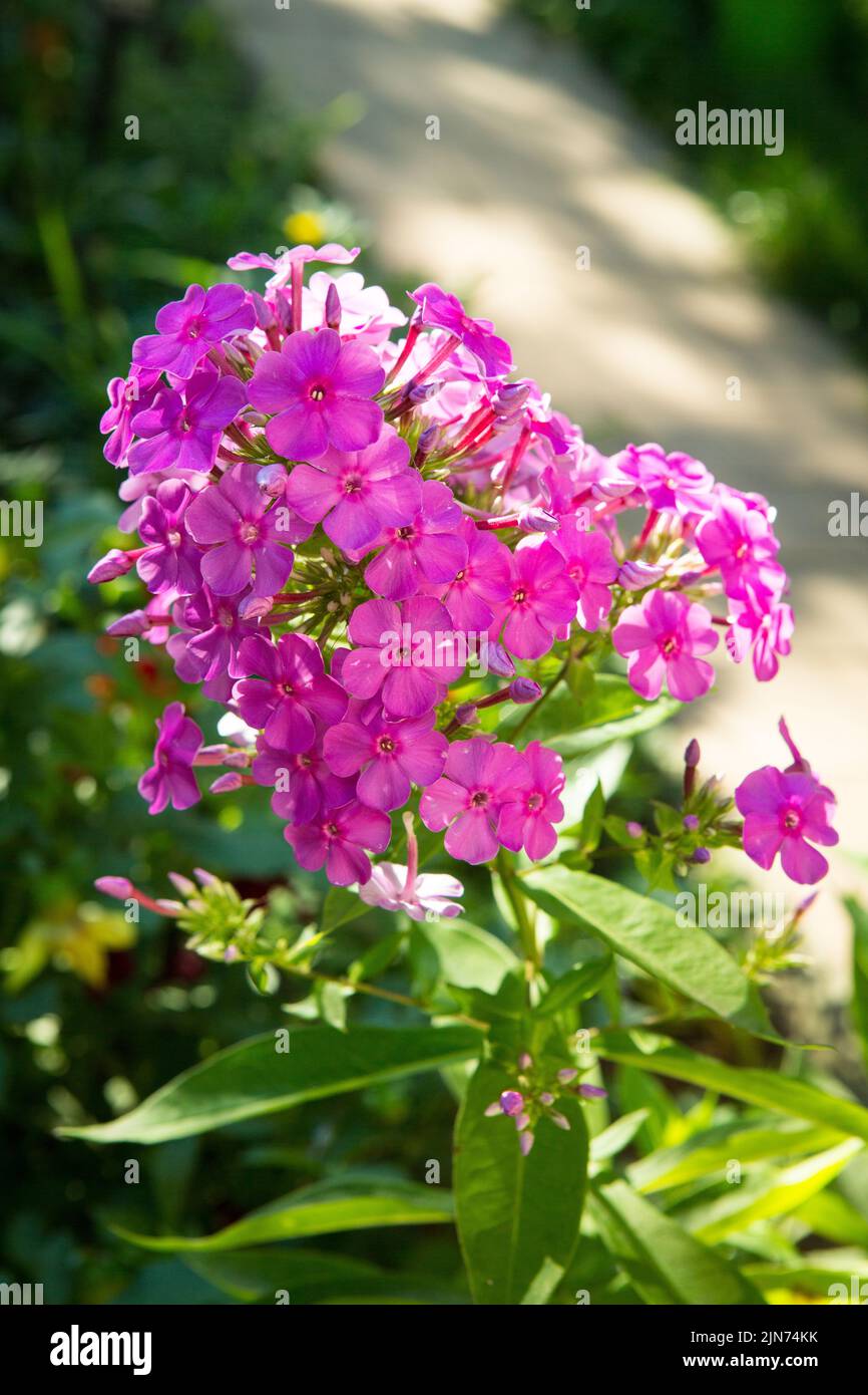 Purple-pink phloxes Phlox paniculata bloom on a flower bed in the summer in the park, selective focus Stock Photo