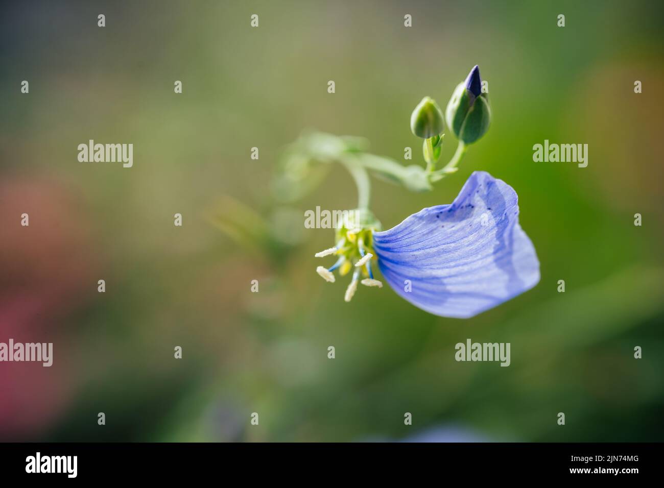 Sinlge petal on blue flax flower macro shot. Linum perenne Stock Photo