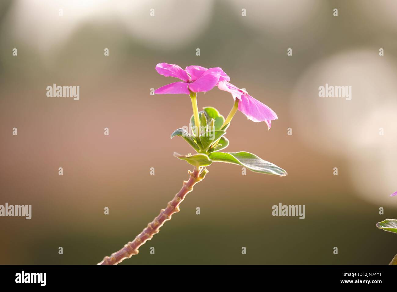 Tender pink flowers on long stem isolated on blurred abstract background Stock Photo