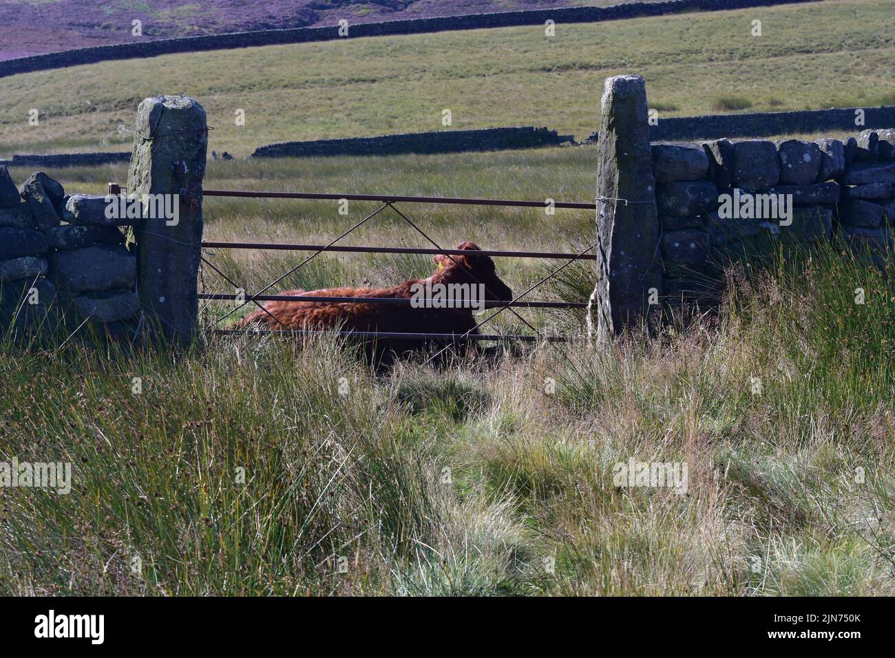 Haworth moor,  young bullock behind gate on the walk to Top Wthens, Summer, West Yorkshire Stock Photo