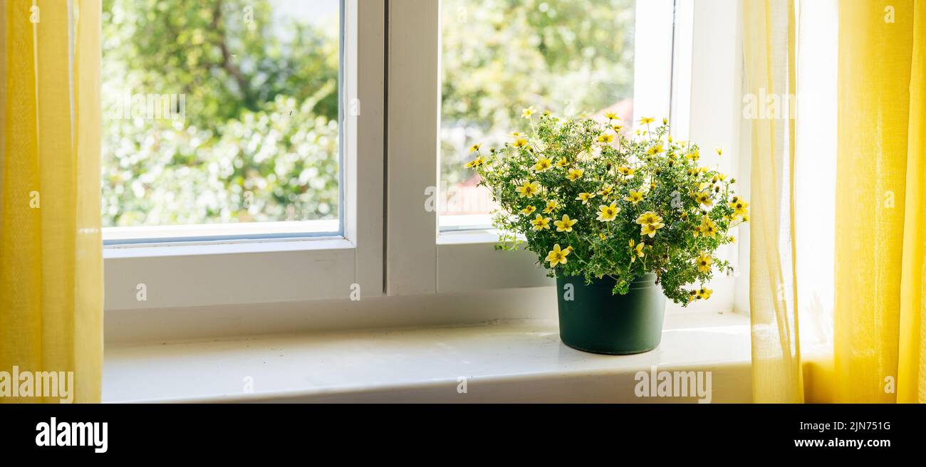 View of yellow goldmarie flowers or Bidens ferulifolia in a pot on the window. Home comfort zone. Floral background. Long banner Stock Photo