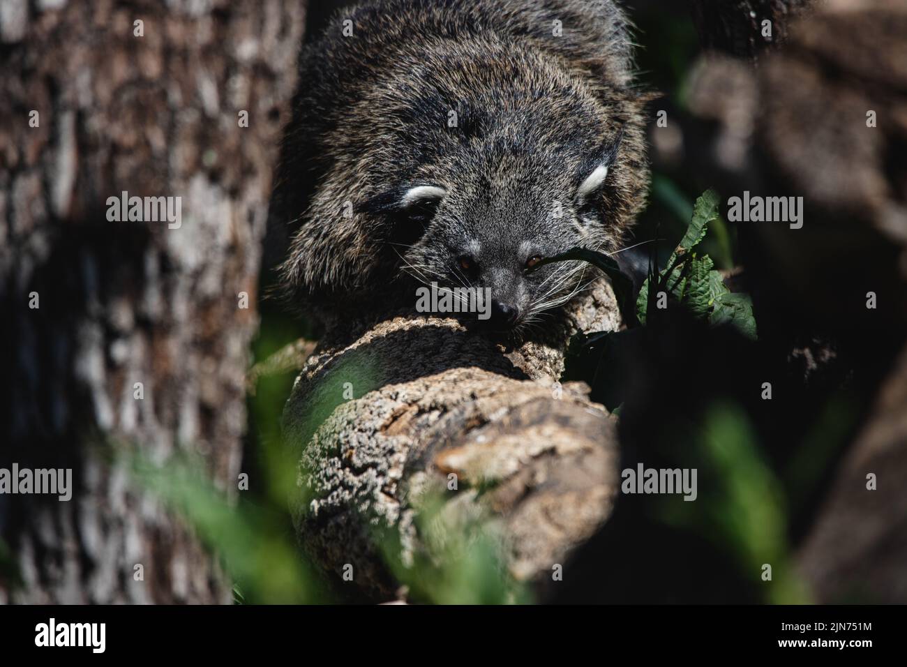 Portrait of a hidden adult bearcat perched on a branch Stock Photo