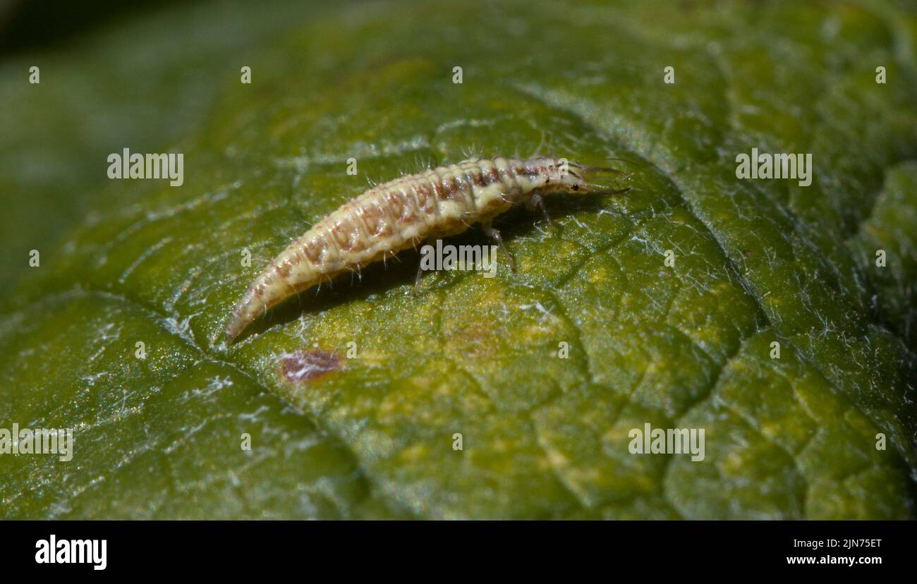 Green Lacewing Larva Stock Photo