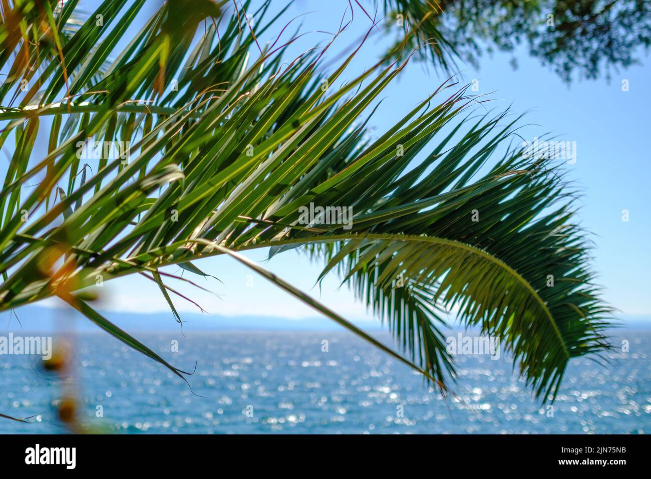 Green palm branches sway in light wind against blue seascape. Deep sea reflects clear blue sky. Water attracts attention with vibrant colours Stock Photo