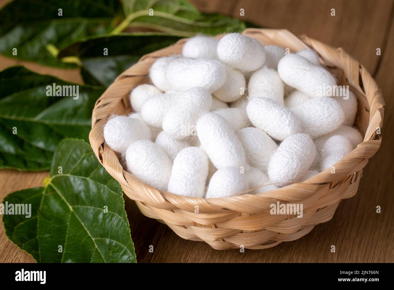 White silkworm cocoons bark. It is the source of silk thread and silk fabric Stock Photo Alamy