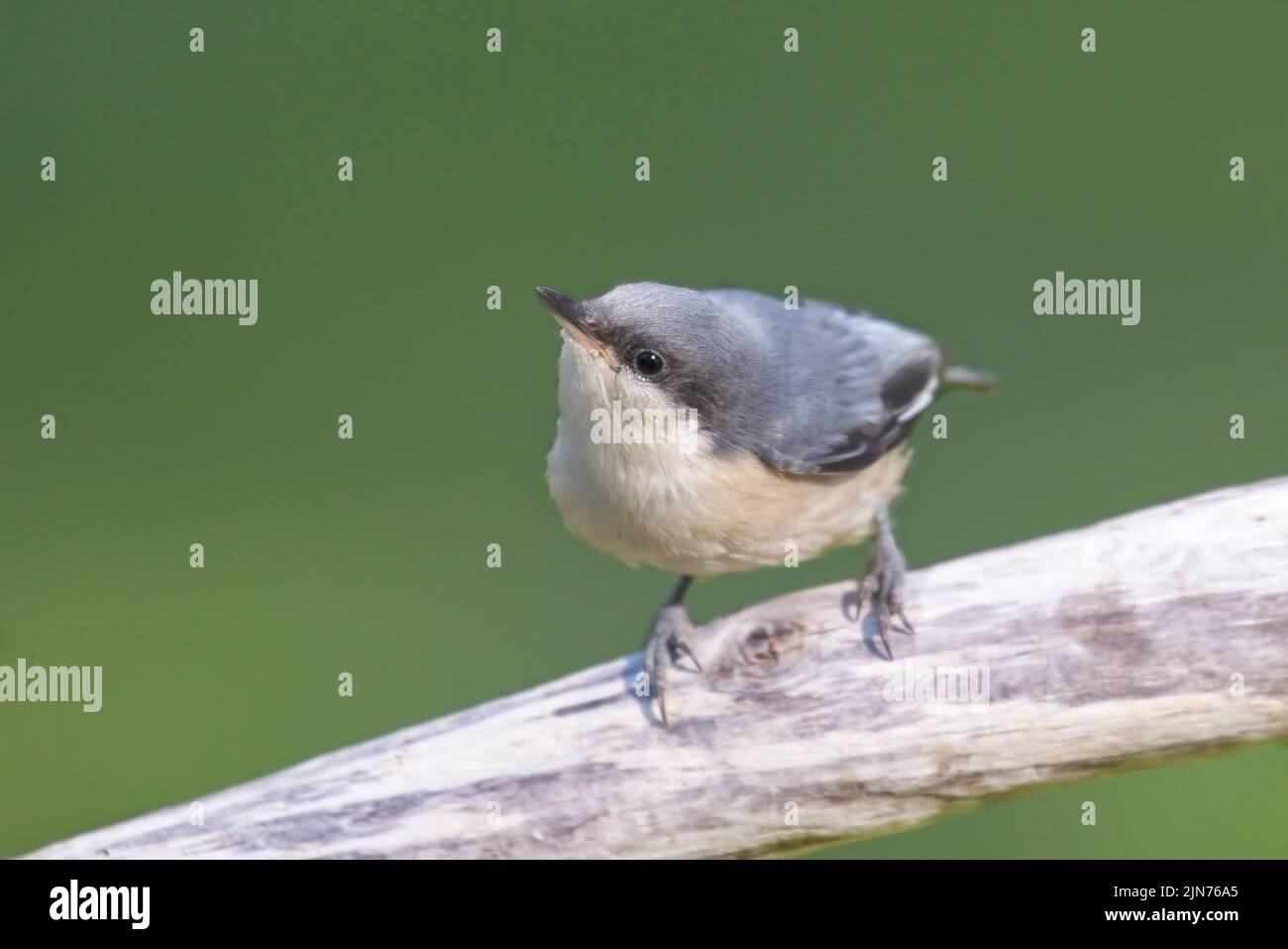 A closeup photo of a cute little pygmy nuthatch perched on a stick in north Idaho. Stock Photo