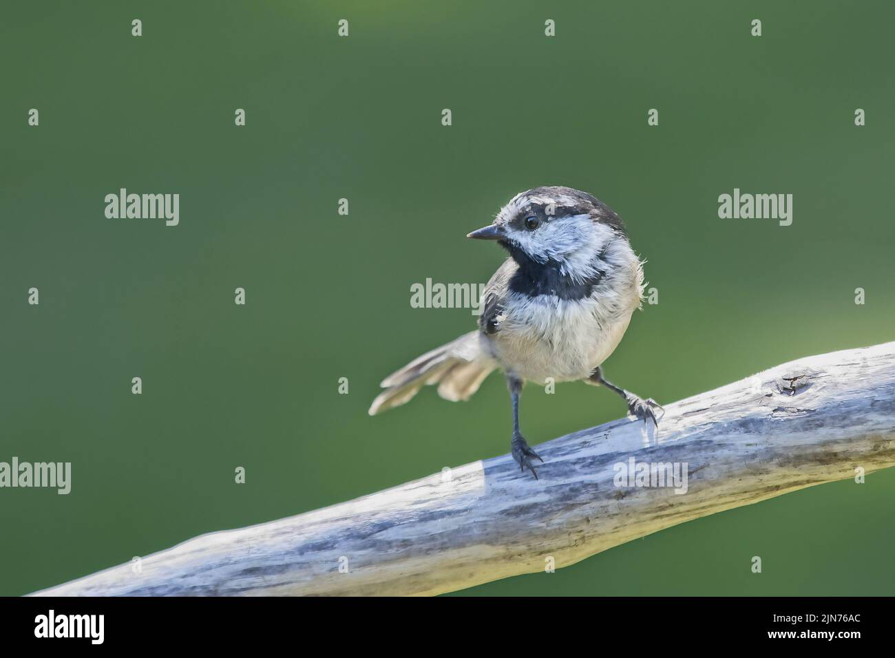 A cute mountain chickadee is perched on a piece of wood in north Idaho. Stock Photo